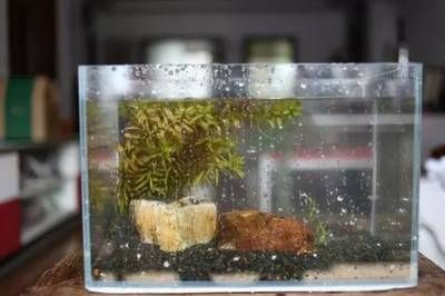 斗魚魚缸布景：關于斗魚魚缸布景的建議和步驟