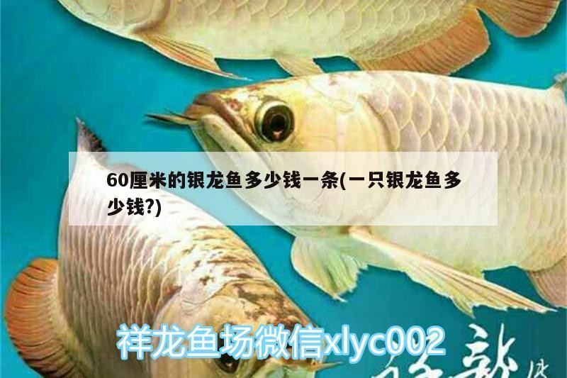 60厘米的銀龍魚(yú)多少錢(qián)一條(一只銀龍魚(yú)多少錢(qián)?)