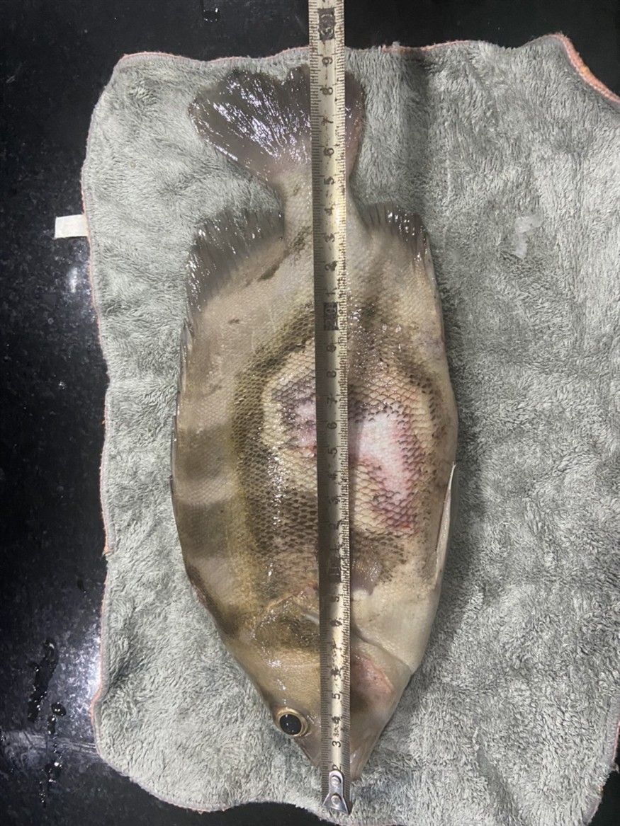 虎魚也是一個愛打架的