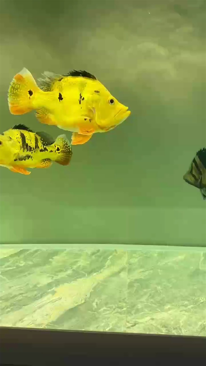 賞一賞 賞一賞 龍魚論壇