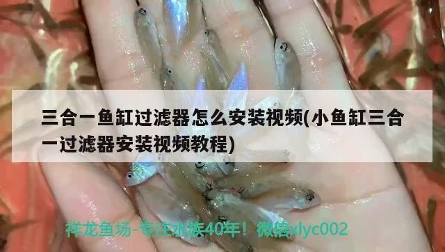 龍沙區花卉市場東起水族商店（龍沙區花卉市場東起水族商店電話）