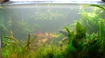 紅龍魚用什么顏色的缸養最好（紅龍魚用什么顏色的缸養最好呢）