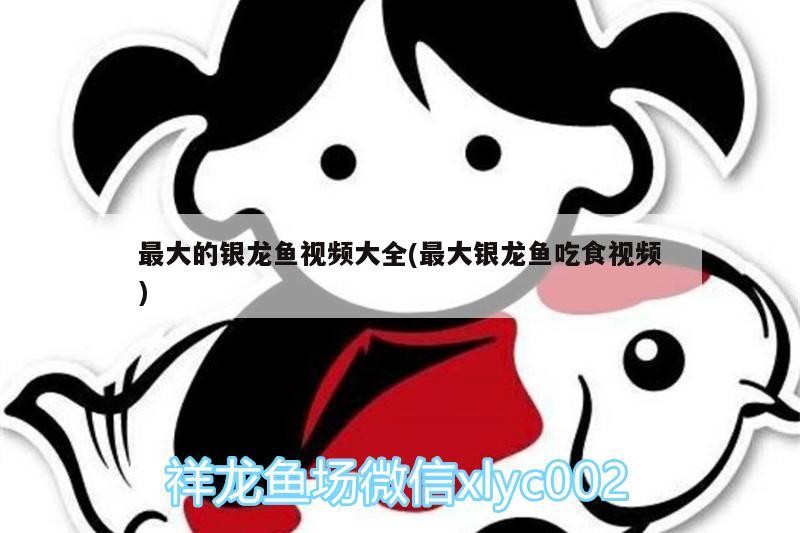 最大的銀龍魚視頻大全(最大銀龍魚吃食視頻)