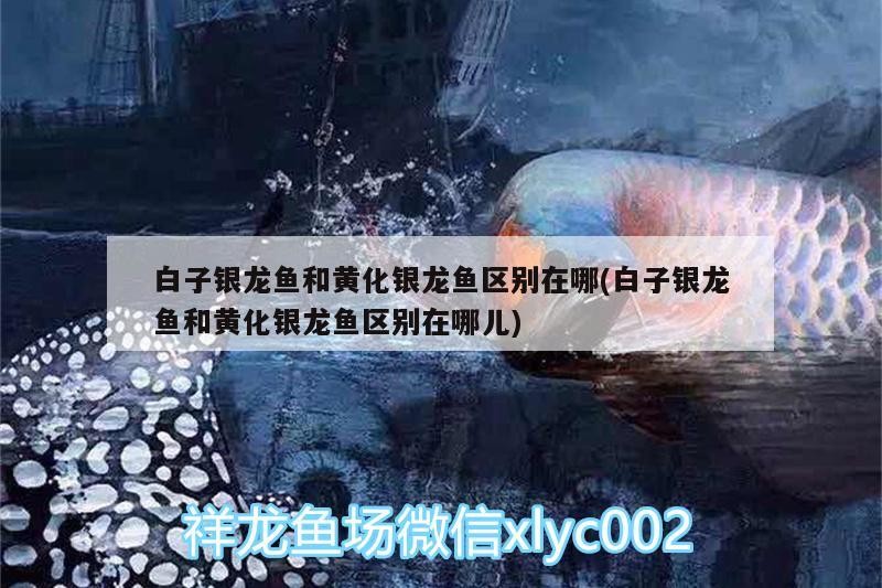 白子銀龍魚和黃化銀龍魚區(qū)別在哪(白子銀龍魚和黃化銀龍魚區(qū)別在哪兒)