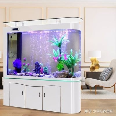金龍魚的飼養(yǎng)方法和注意事項(xiàng)，金龍魚價(jià)格大全大圖，金龍魚的價(jià)格大全大圖大全大全