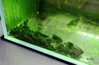 大魚缸清潔魚選什么好養(yǎng)：幾種常見的大魚缸清潔魚及其特點