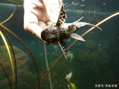 大魚缸清潔魚選什么好養(yǎng)：幾種常見的大魚缸清潔魚及其特點