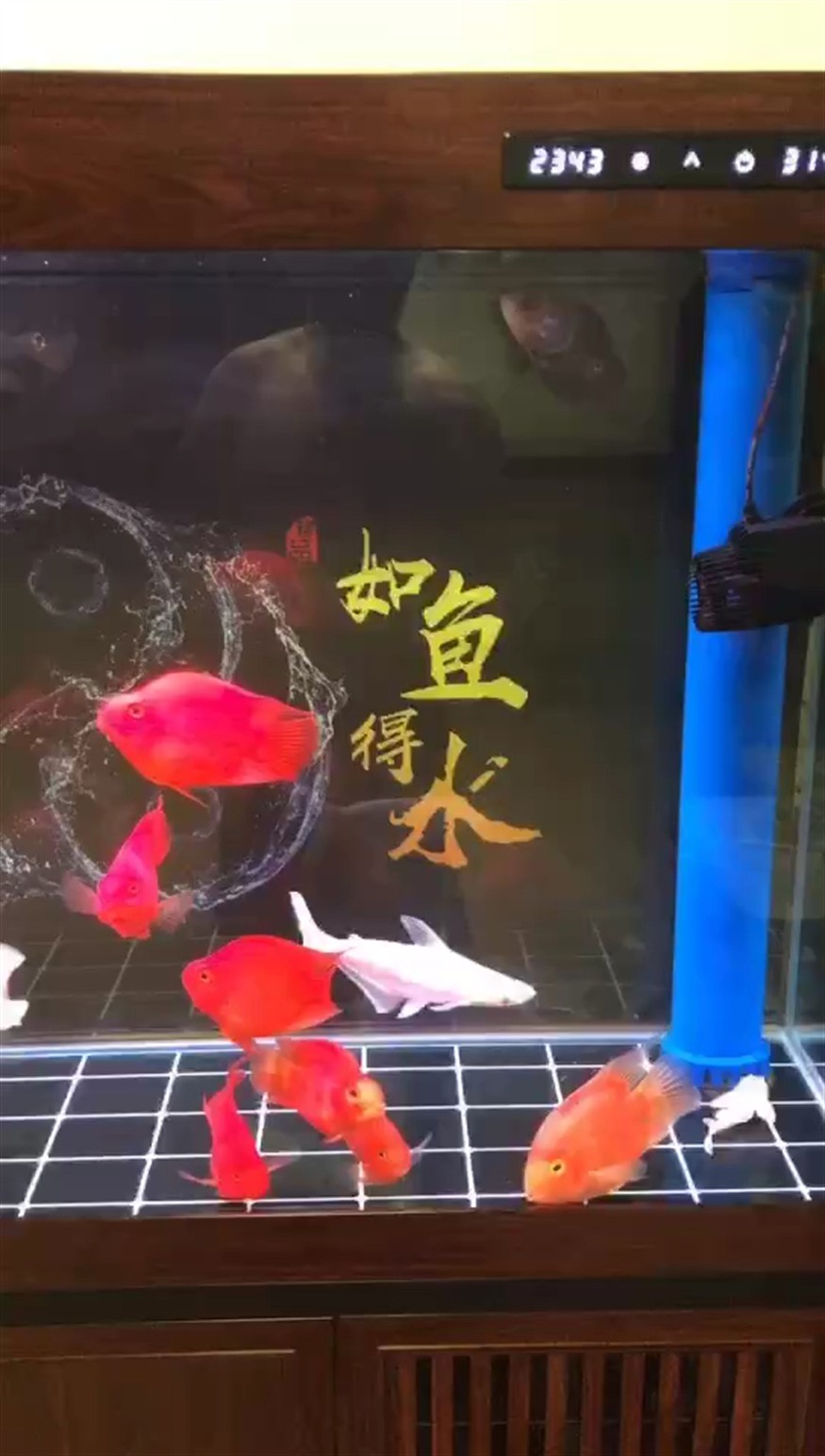 點綴生活中美 點綴生活中美 龍魚論壇