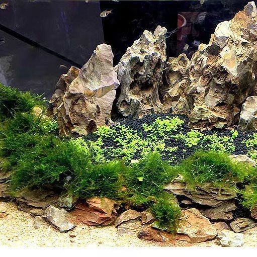 慈鯛魚缸造景石頭用什么顏色：如何選擇慈鯛魚缸造景石頭的顏色