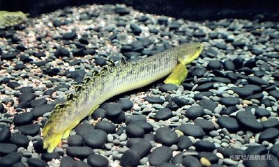 紅龍魚的養殖方法大全（紅龍魚的養殖方法大全視頻）