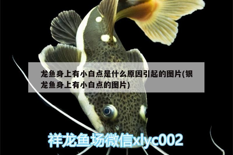 龍魚身上有小白點是什么原因引起的圖片(銀龍魚身上有小白點的圖片)