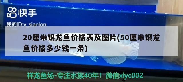 20厘米銀龍魚價格表及圖片(50厘米銀龍魚價格多少錢一條)