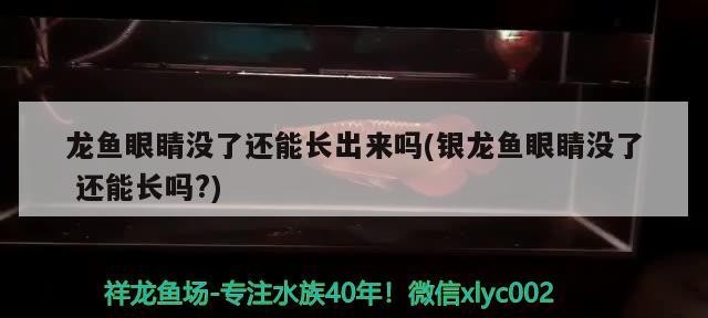 龍魚眼睛沒了還能長出來嗎(銀龍魚眼睛沒了還能長嗎?)
