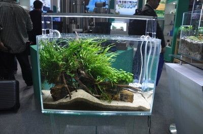 北方魚缸水草怎么養：北方魚缸水草養殖技巧