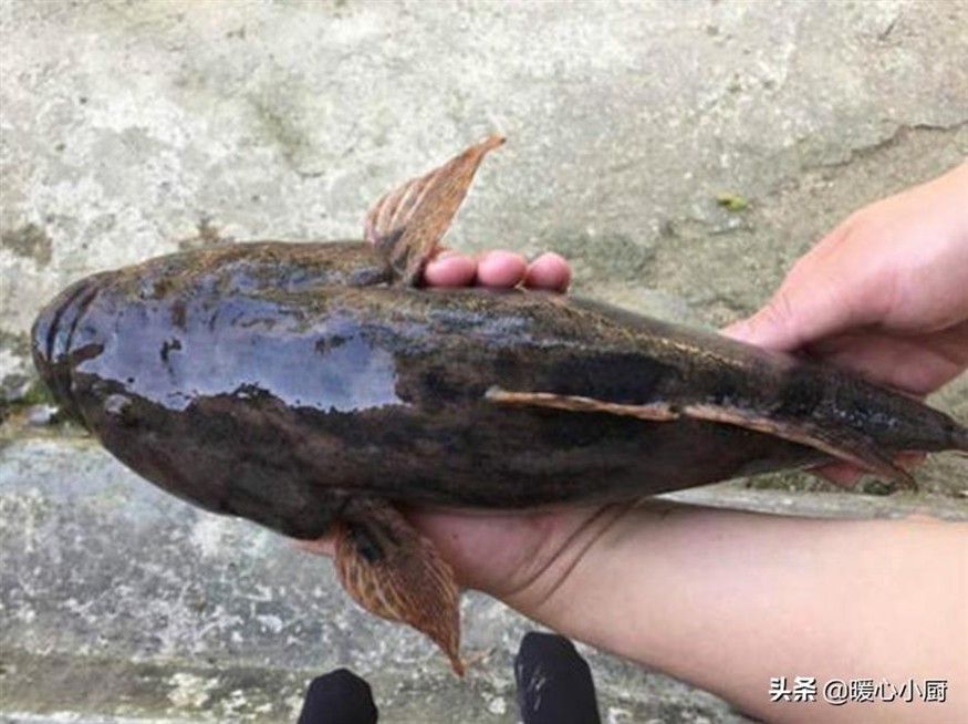 虎魚圖片及價格:沙虎魚品種