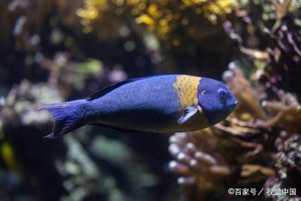 奎文區大虞漁樂源水族館（奎文區大虞漁樂源水族館電話）