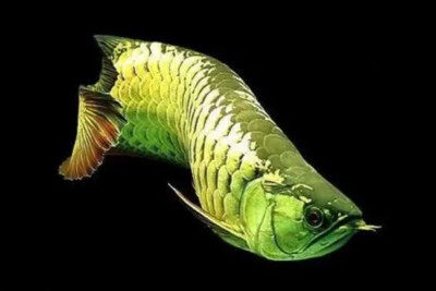 龍魚吃撐的表現有哪些 龍魚吃撐的表現有哪些 龍魚百科 第1張