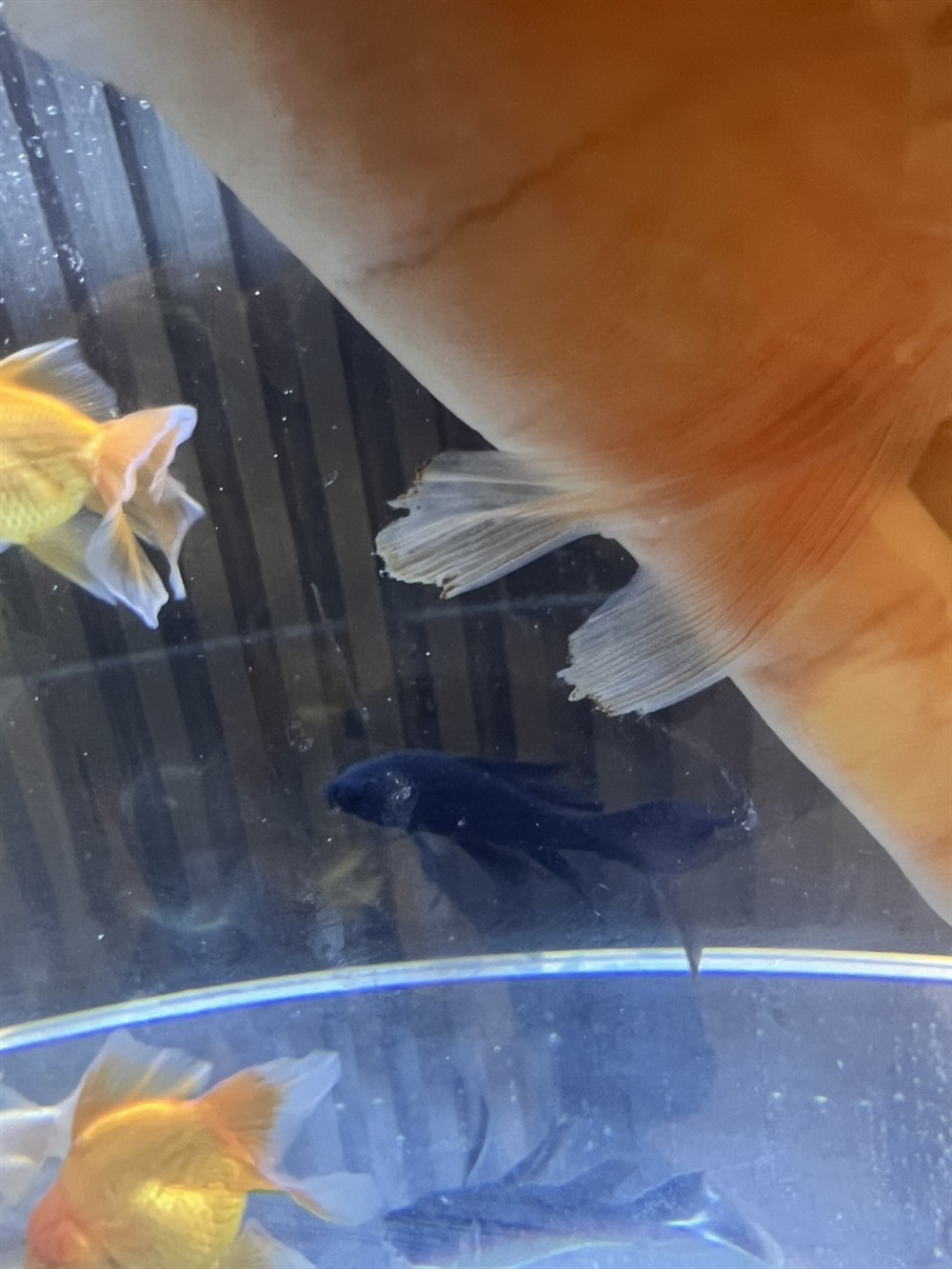 請問一下廣大魚友 幫忙看一下我這魚咋了。出現兩次了。