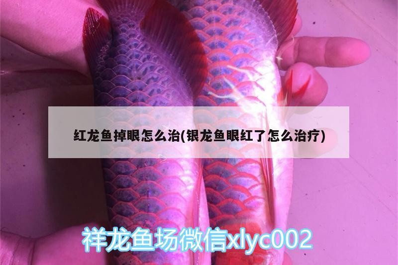 紅龍魚掉眼怎么治(銀龍魚眼紅了怎么治療)