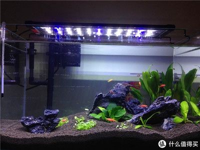 1米2的魚缸造景圖片欣賞 1米2的魚缸造景圖片欣賞 魚缸百科 第2張