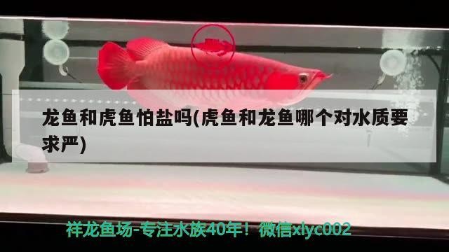 龍魚和虎魚怕鹽嗎(虎魚和龍魚哪個(gè)對水質(zhì)要求嚴(yán))