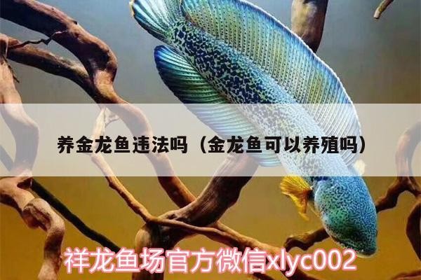 養(yǎng)金龍魚違法嗎（金龍魚可以養(yǎng)殖嗎） 養(yǎng)金龍魚違法嗎（金龍魚可以養(yǎng)殖嗎） 虎魚百科