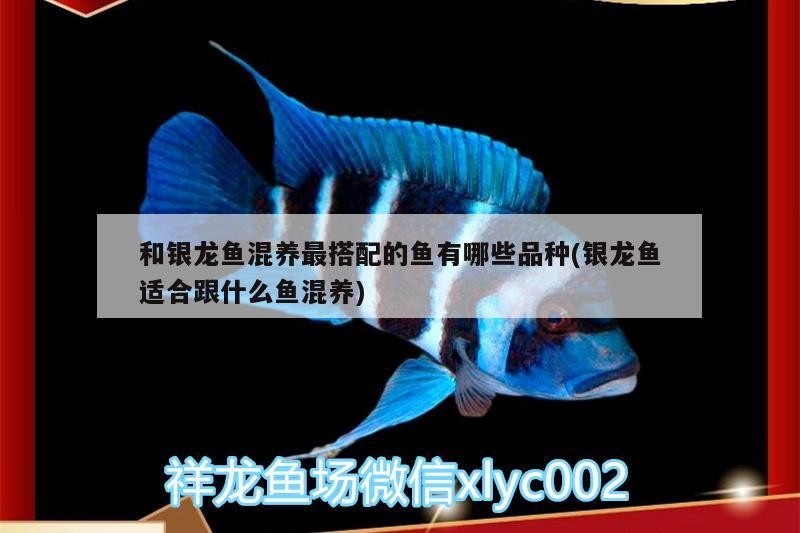 和銀龍魚混養最搭配的魚有哪些品種(銀龍魚適合跟什么魚混養) 和銀龍魚混養最搭配的魚有哪些品種(銀龍魚適合跟什么魚混養) 銀龍魚百科 第2張
