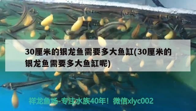 30厘米的銀龍魚需要多大魚缸(30厘米的銀龍魚需要多大魚缸呢) 30厘米的銀龍魚需要多大魚缸(30厘米的銀龍魚需要多大魚缸呢) 銀龍魚百科