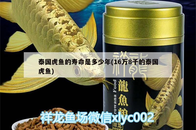 泰國(guó)虎魚的壽命是多少年(16萬(wàn)8千的泰國(guó)虎魚)