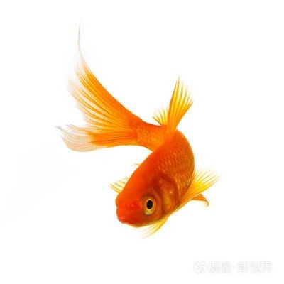 大魚缸養錦鯉還是金魚：養錦鯉好還是養金魚好？