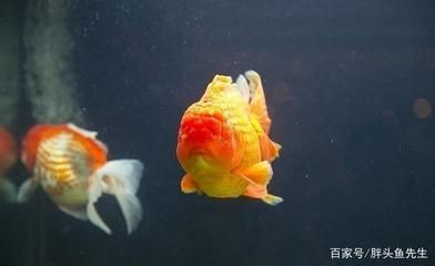大魚缸養錦鯉還是金魚：養錦鯉好還是養金魚好？