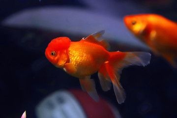 大魚缸養錦鯉還是金魚：養錦鯉好還是養金魚好？