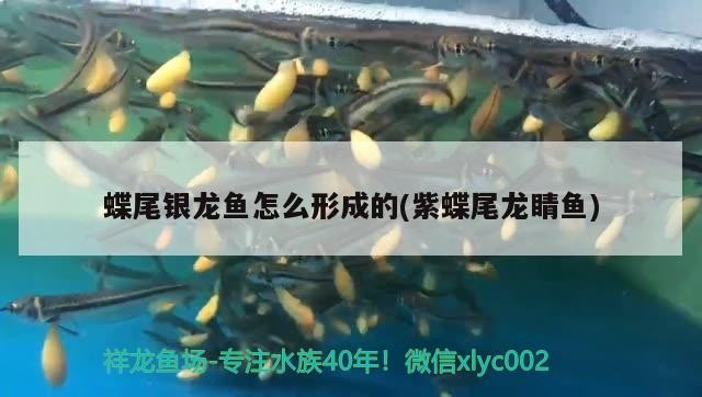 蝶尾銀龍魚怎么形成的(紫蝶尾龍睛魚)