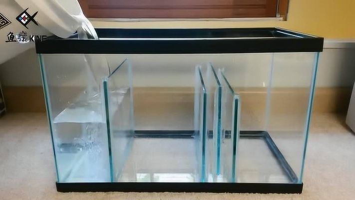 龍魚可以和虎魚混養嗎圖片對比（龍魚可以和虎魚混養嗎圖片對比圖）