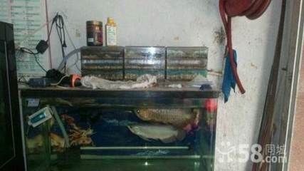 常平魚缸專賣店在哪里?。撼Ｆ胶ｕr魚缸專賣店位置
