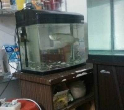 常平魚缸專賣店在哪里?。撼Ｆ胶ｕr魚缸專賣店位置