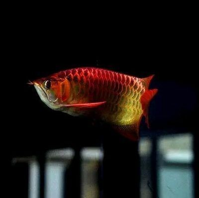 祥龍魚場有哪些龍魚品種可選？，祥龍魚場主流龍魚品種的選購指南 祥龍魚場有哪些龍魚品種可選？，祥龍魚場主流龍魚品種的選購指南 龍魚百科 第1張