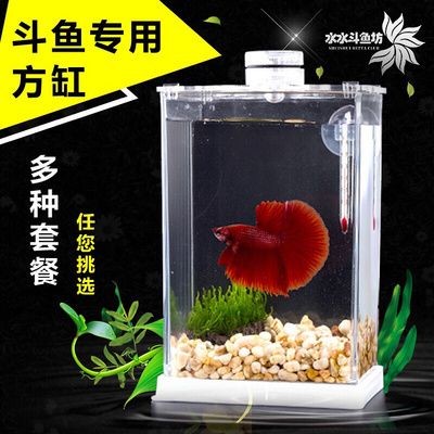 斗魚缸的選擇：如何選擇斗魚缸