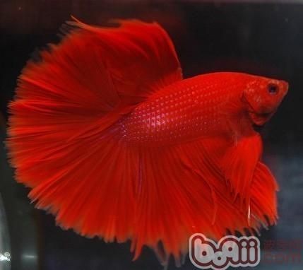 斗魚缸的選擇：如何選擇斗魚缸