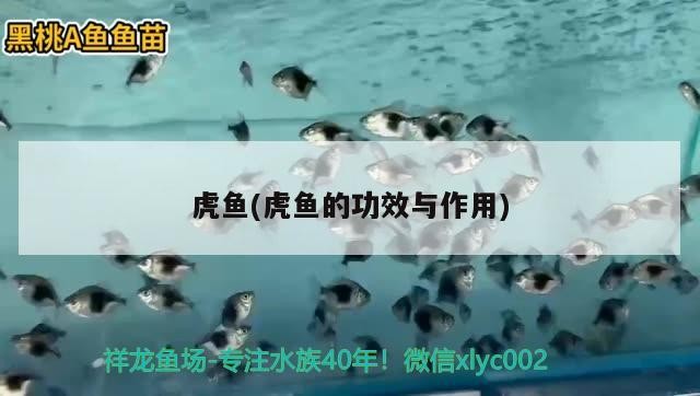 虎魚(虎魚的功效與作用)