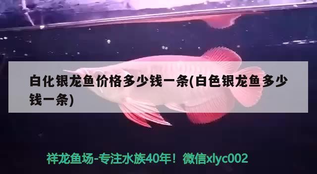 白化銀龍魚價格多少錢一條(白色銀龍魚多少錢一條)