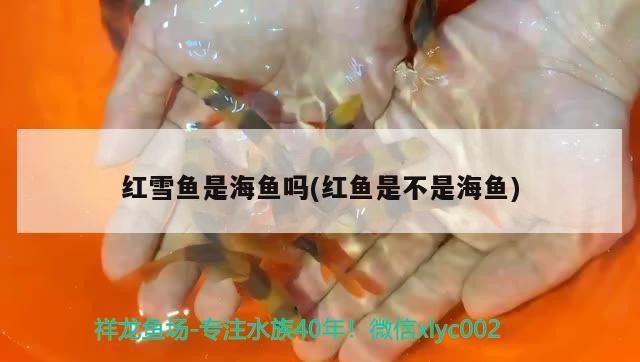 紅雪魚是海魚嗎(紅魚是不是海魚) 紅雪魚是海魚嗎(紅魚是不是海魚) 虎魚百科