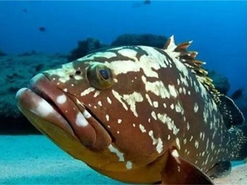 虎魚苗一年能長多大啊視頻播放(虎魚苗多久可以長大)