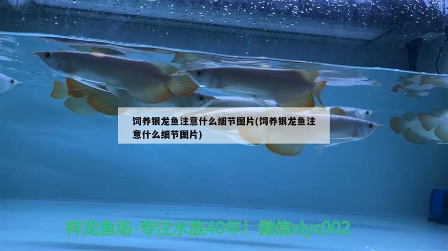 飼養銀龍魚注意什么細節圖片(飼養銀龍魚注意什么細節圖片)