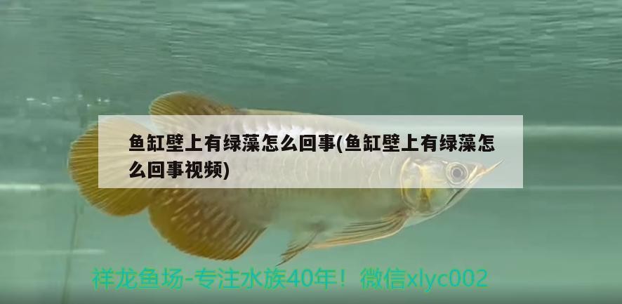 魚缸壁上有綠藻怎么回事(魚缸壁上有綠藻怎么回事視頻)