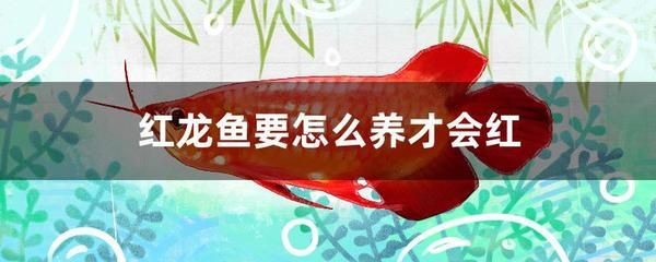 紅龍魚的營養(yǎng)價值及功效與作用禁忌：紅龍魚與其他魚類營養(yǎng)比較,紅龍魚的市場價格趨勢趨勢 紅龍魚的營養(yǎng)價值及功效與作用禁忌：紅龍魚與其他魚類營養(yǎng)比較,紅龍魚的市場價格趨勢趨勢 龍魚百科 第4張