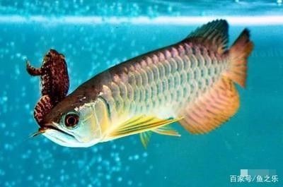 龍魚多大可以喂活食