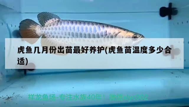 虎魚幾月份出苗最好養護(虎魚苗溫度多少合適)