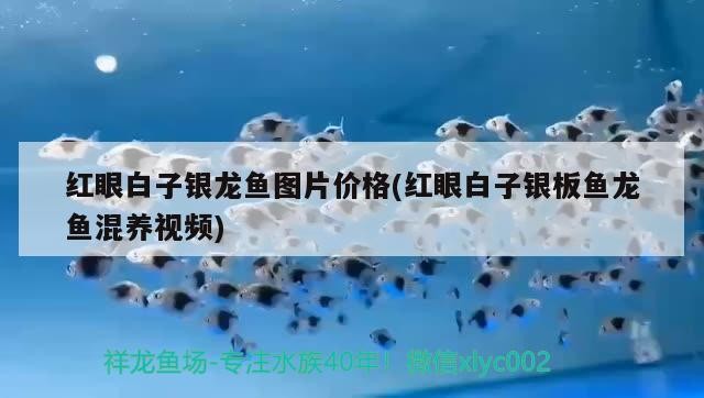 紅眼白子銀龍魚圖片價格(紅眼白子銀板魚龍魚混養視頻)