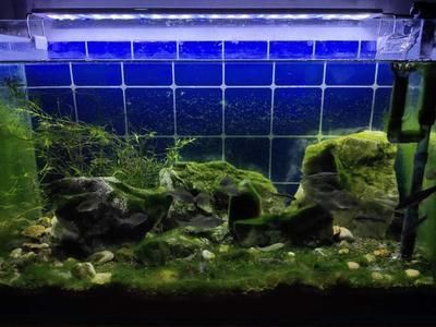 白色魚缸養什么魚好呢：白色魚缸養什么魚好白色魚缸養什么魚好